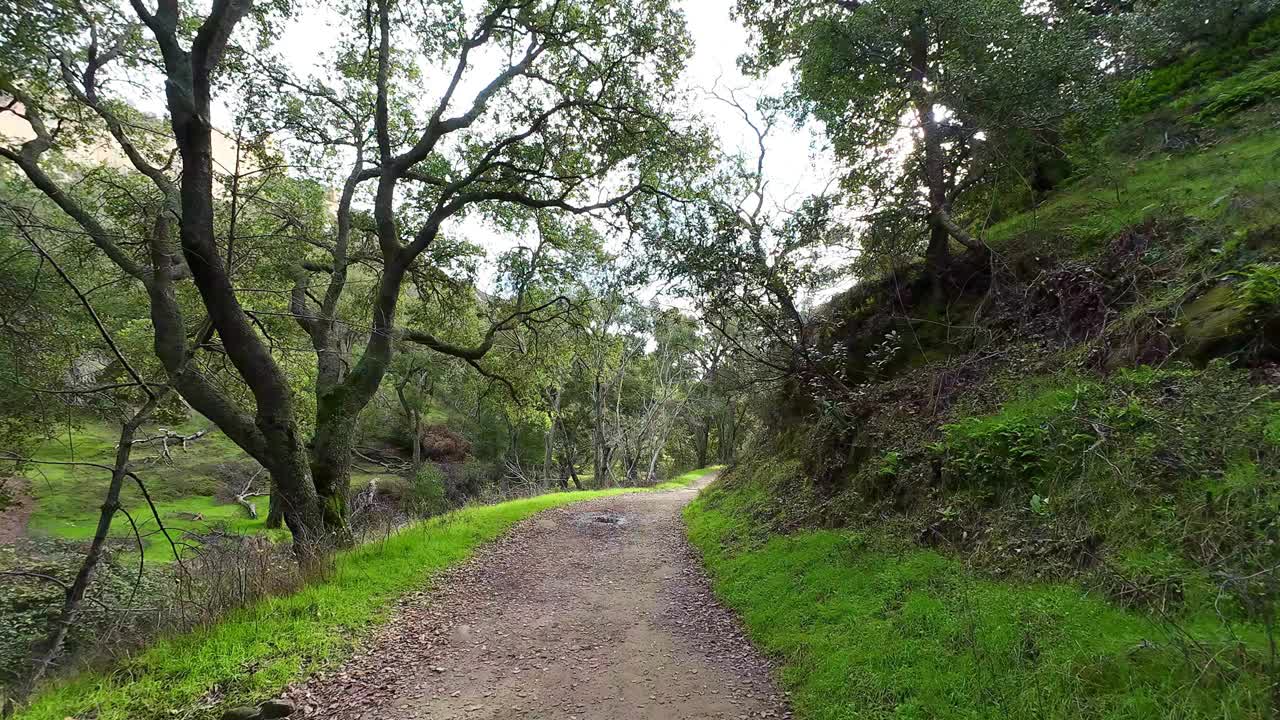 在加州森林的偏远地区，泥泞的道路，向前移动视频素材