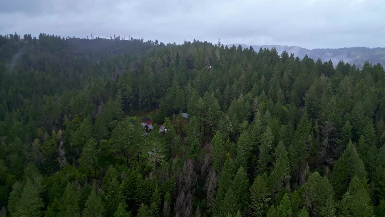 在加州马林县缪尔森林国家纪念地的红木林中住宿。空中拍摄视频素材