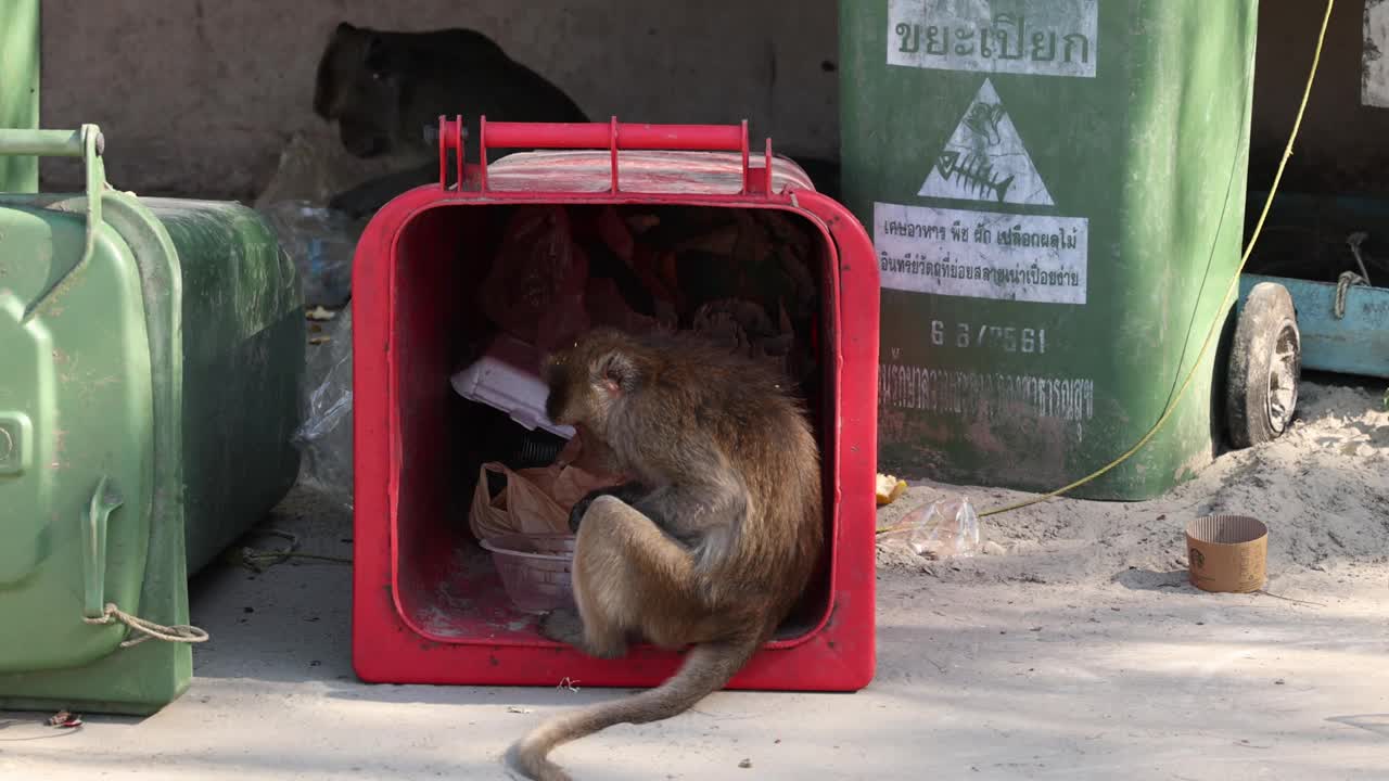 猴子探索红色容器视频素材