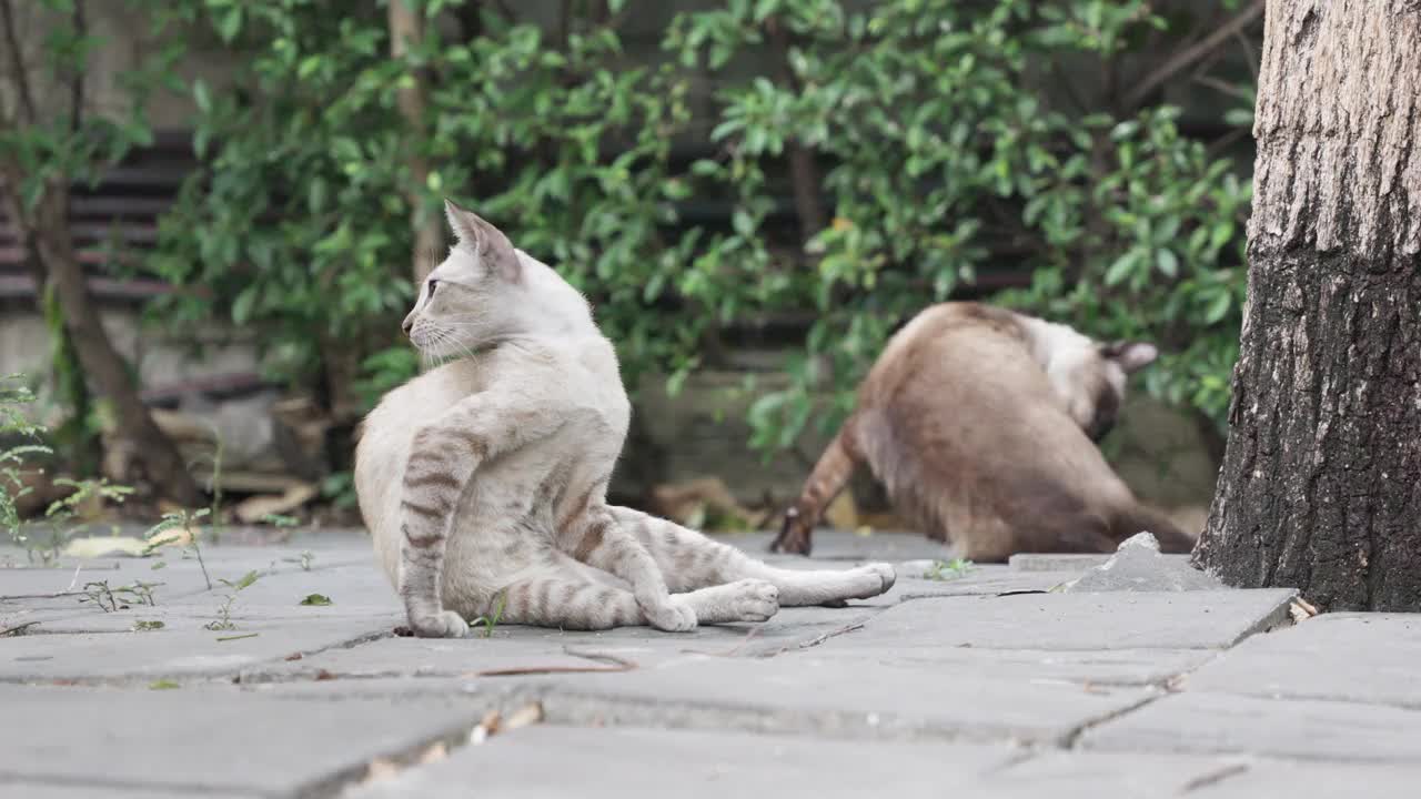 只流浪猫视频素材