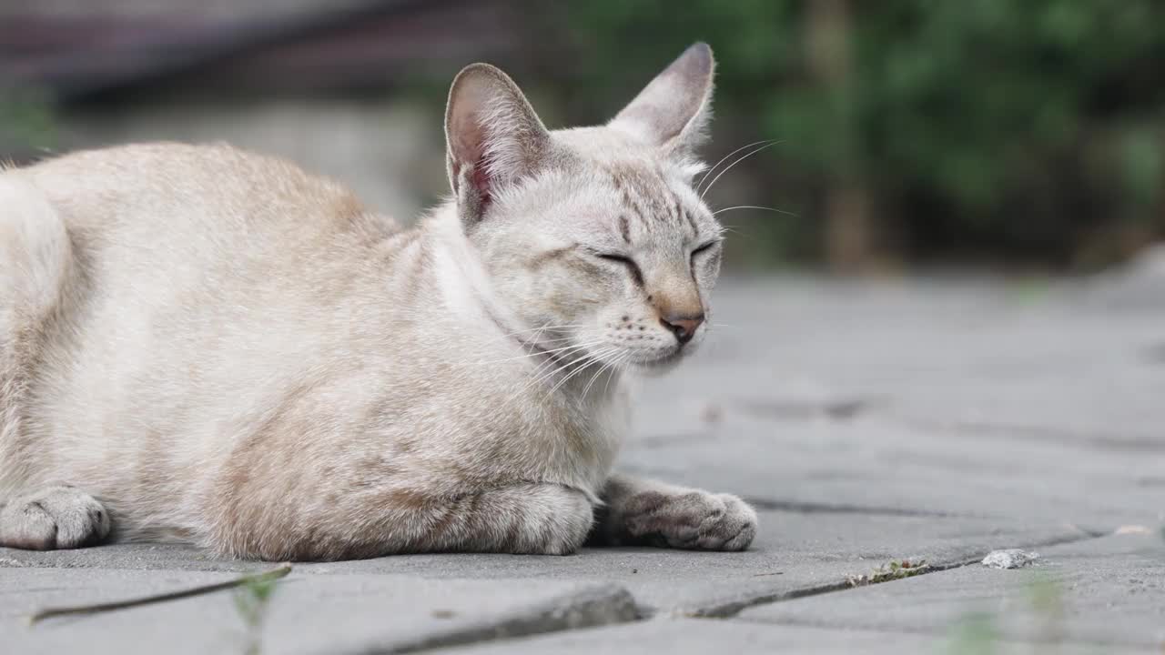 只流浪猫视频素材