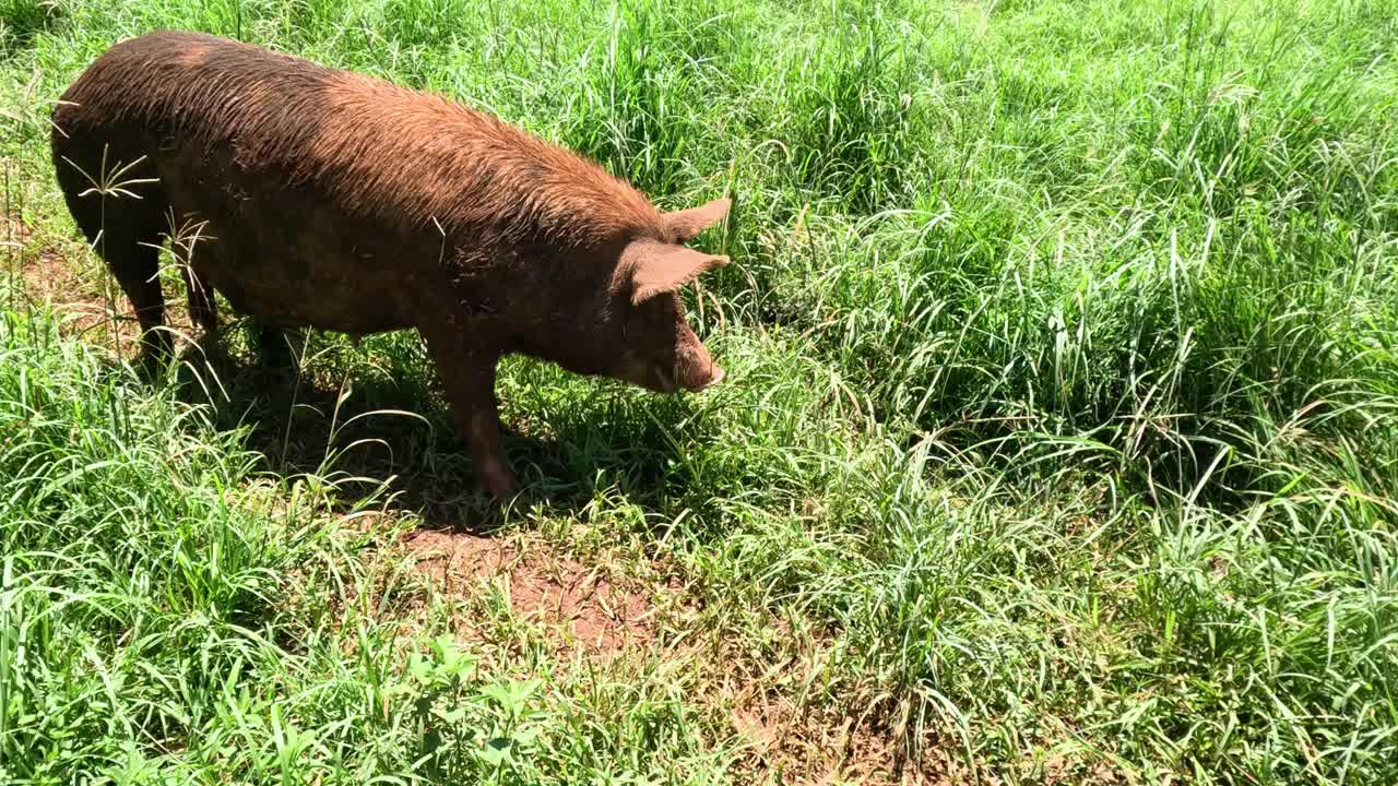 郁郁葱葱的草地上觅食的猪视频素材