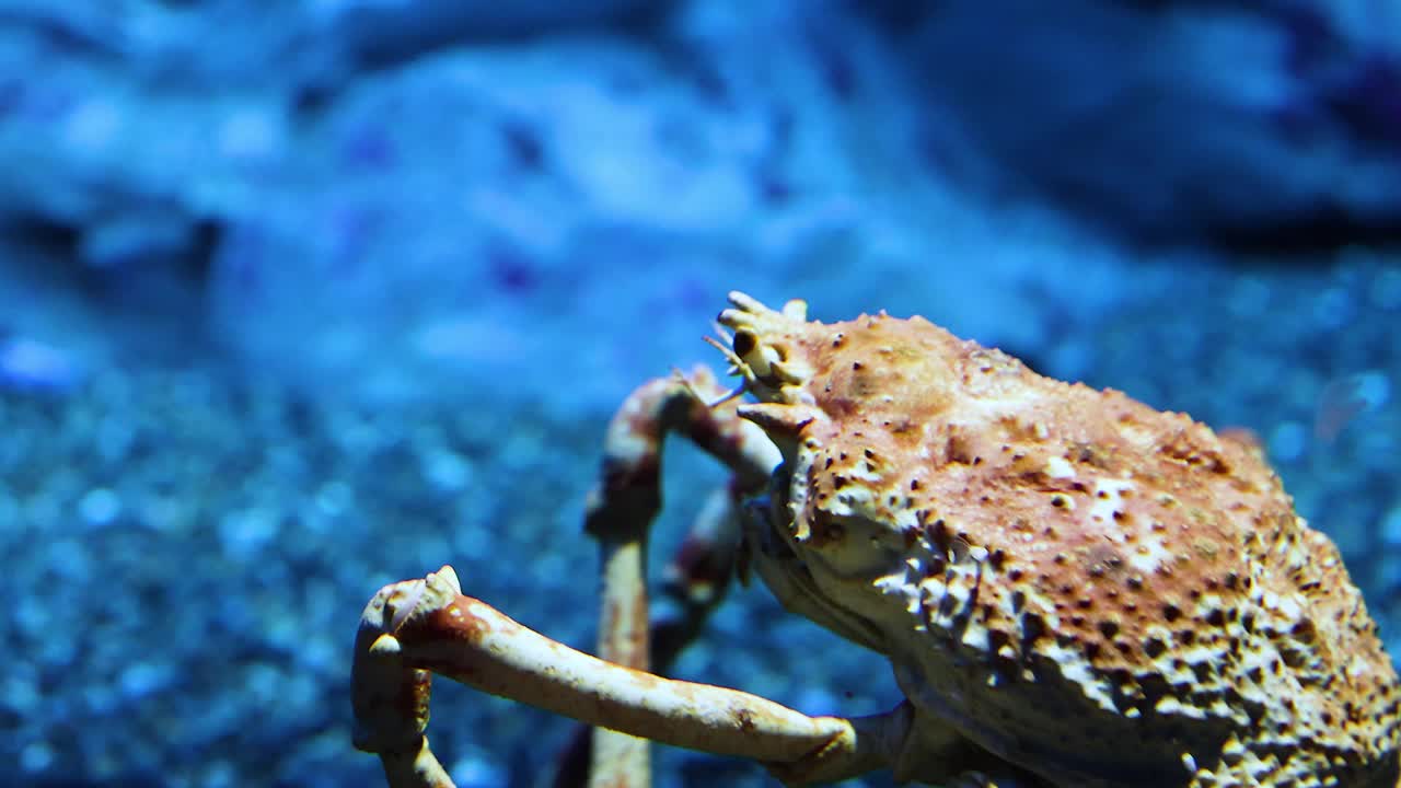 螃蟹在水族馆地板上行走视频素材