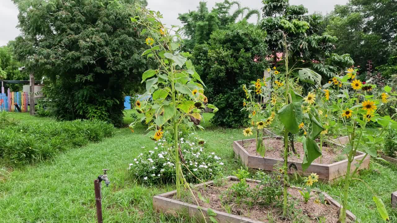 向日葵在微风中翩翩起舞视频素材