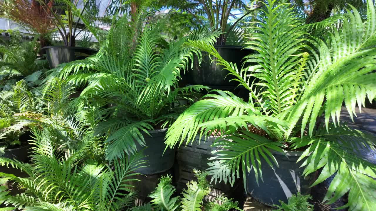 花园里的蕨类植物等几种陆生植物长得很茂盛视频素材