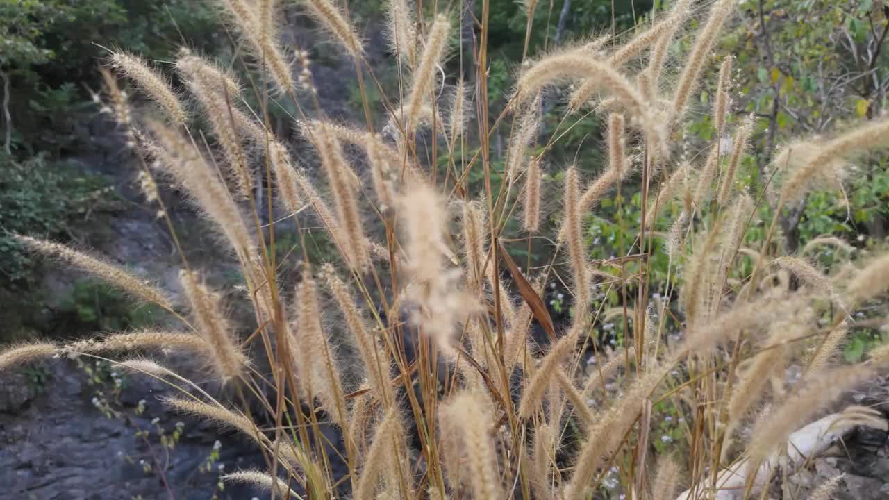 自然景观中陆生植物草的特写视频素材