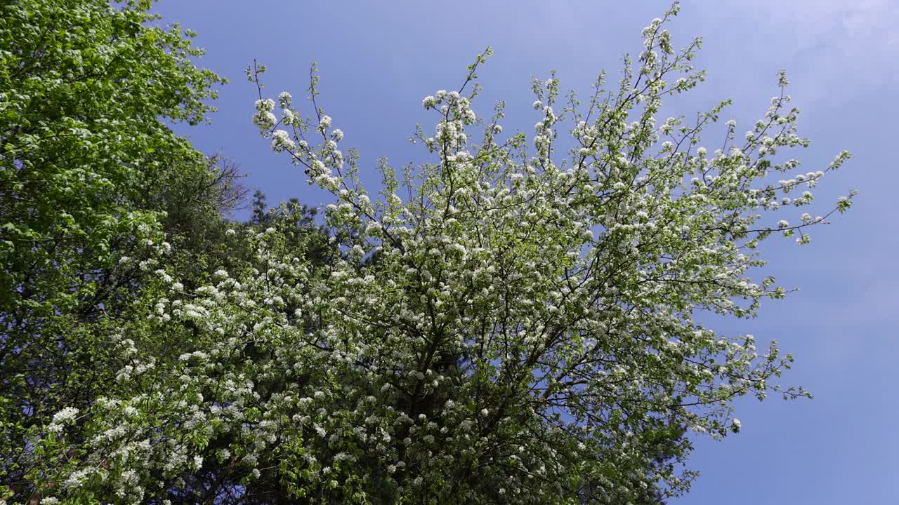 春天的花园，阳光明媚，樱花盛开视频素材