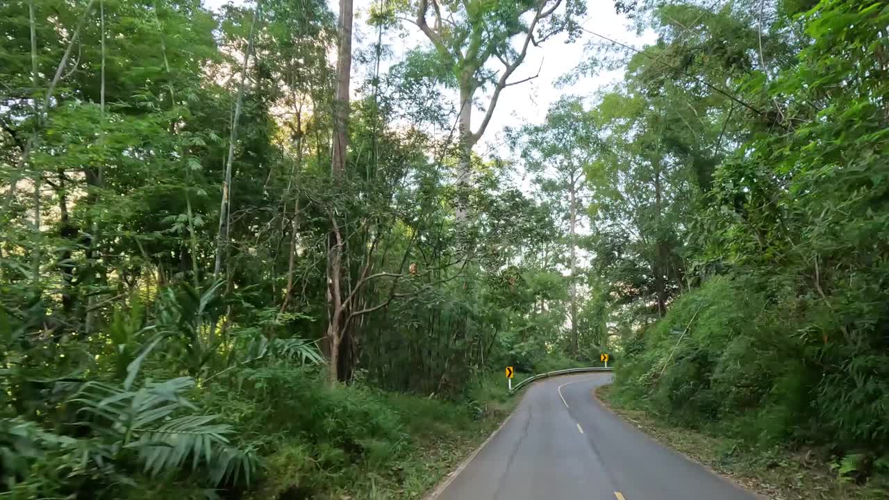 蜿蜒的道路穿过茂密的森林视频素材