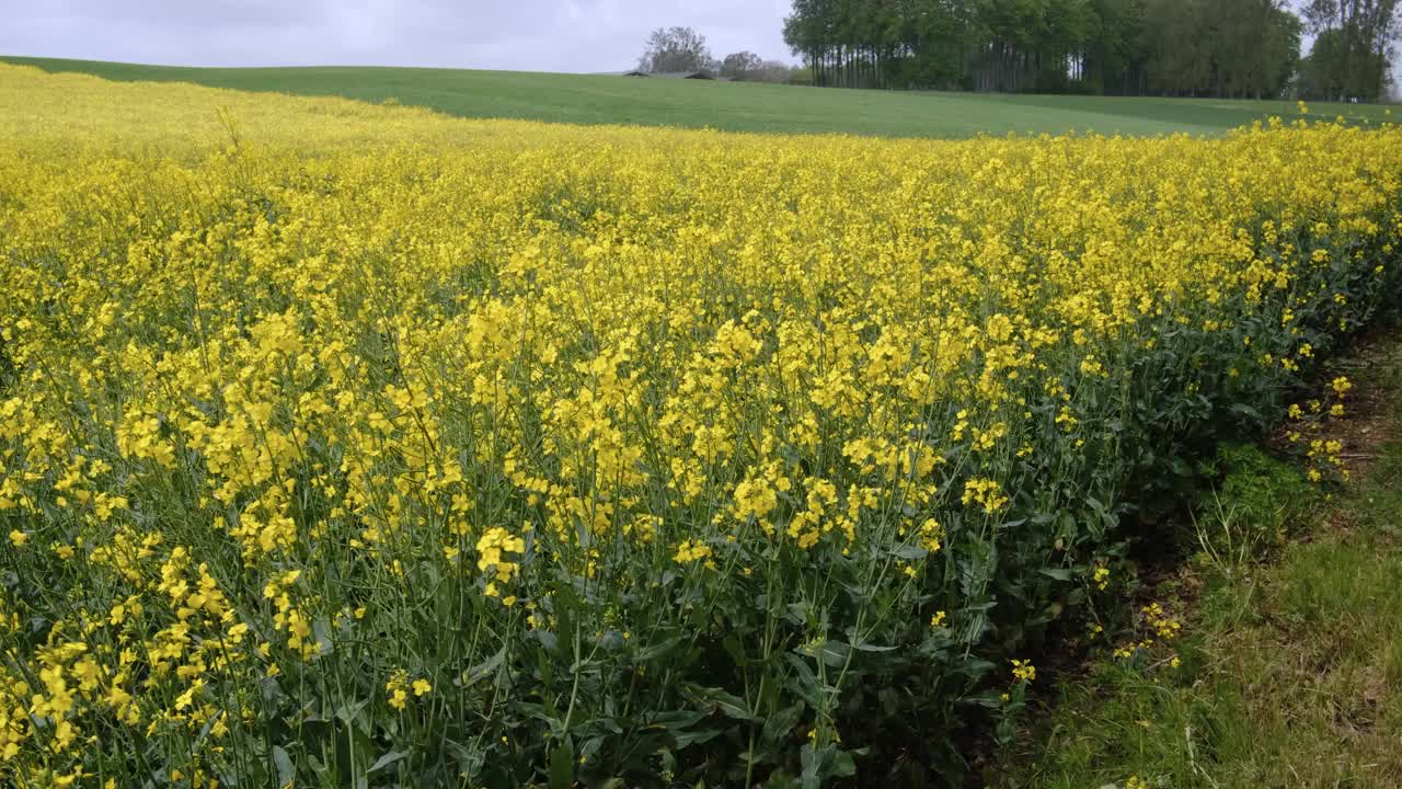 田间油菜籽盛开，嫩黄的油菜花随风摇曳，田园风光，田园风光视频下载