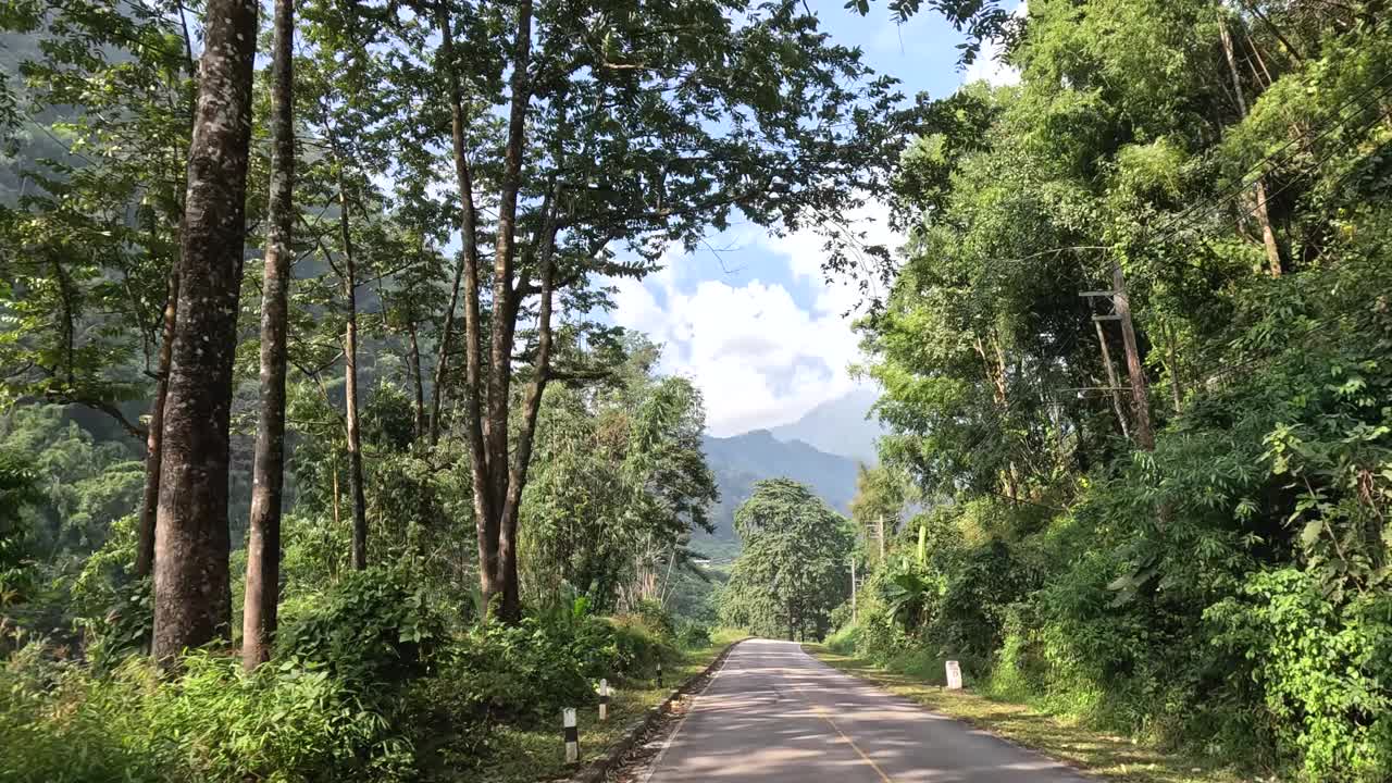 风景优美的驾车穿过茂密的森林视频素材