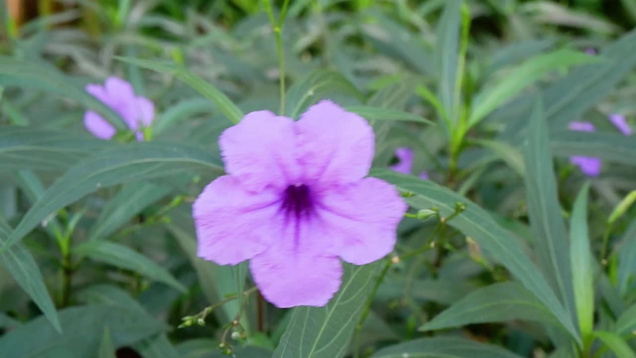 盛开的紫色花延时视频素材