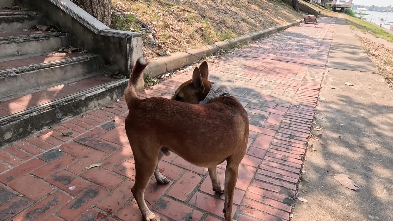 狗在砖砌的小路上游荡视频素材