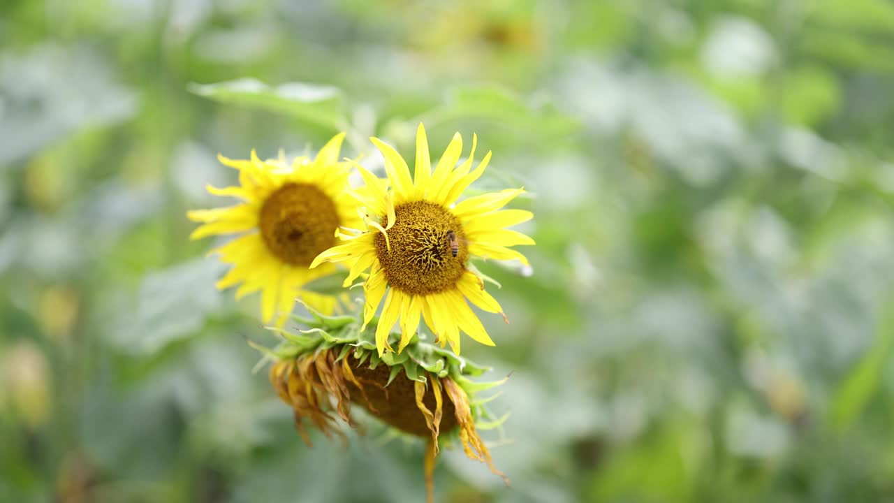 向日葵在微风中摇曳视频素材