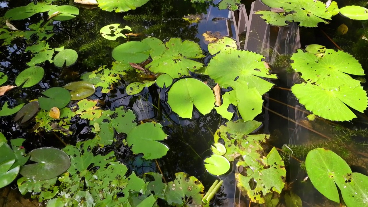 静塘荷花盛开视频素材