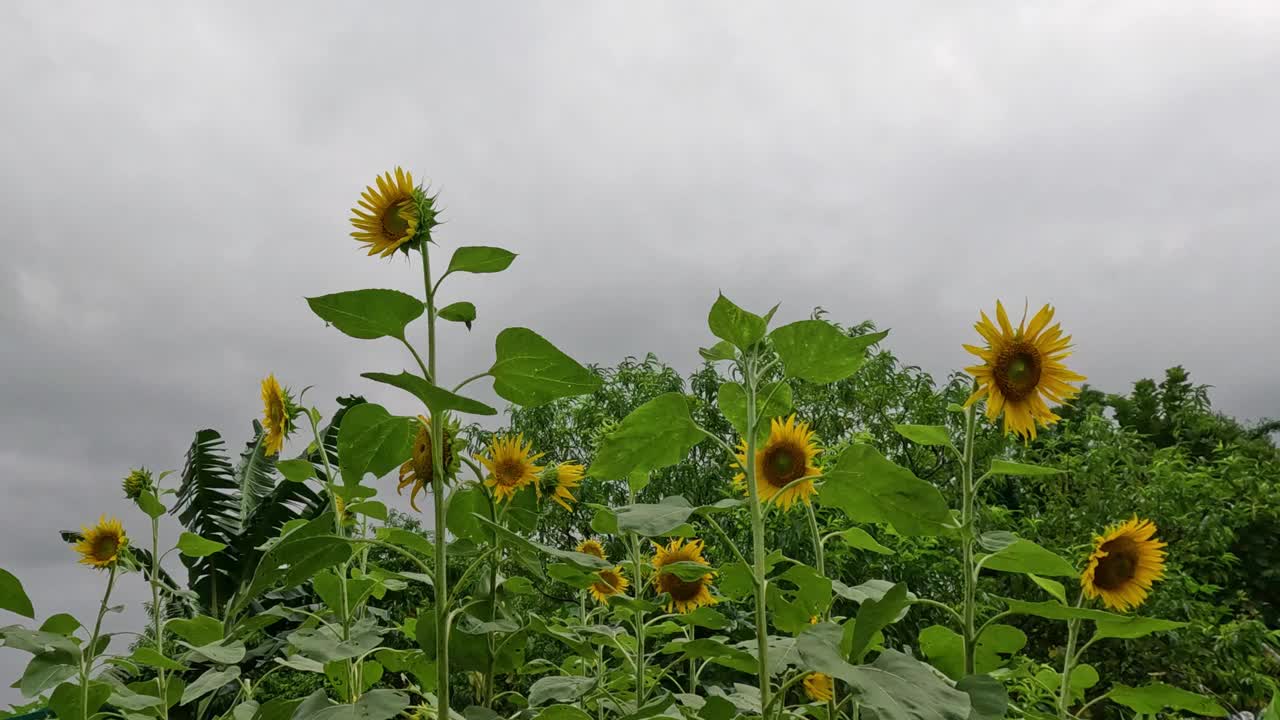 阴天的向日葵田视频素材