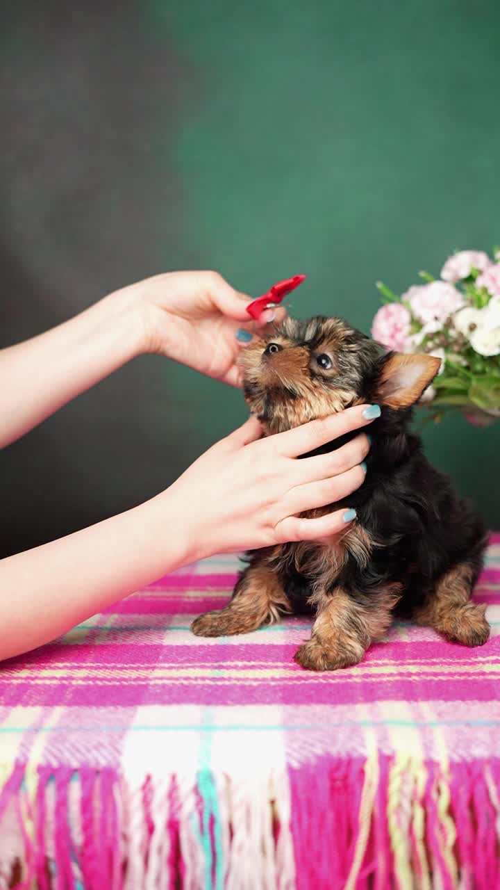 顽皮的家养小狗。约克夏小猎犬坐在粉红色的毯子上玩花。可爱的家养宠物视频素材