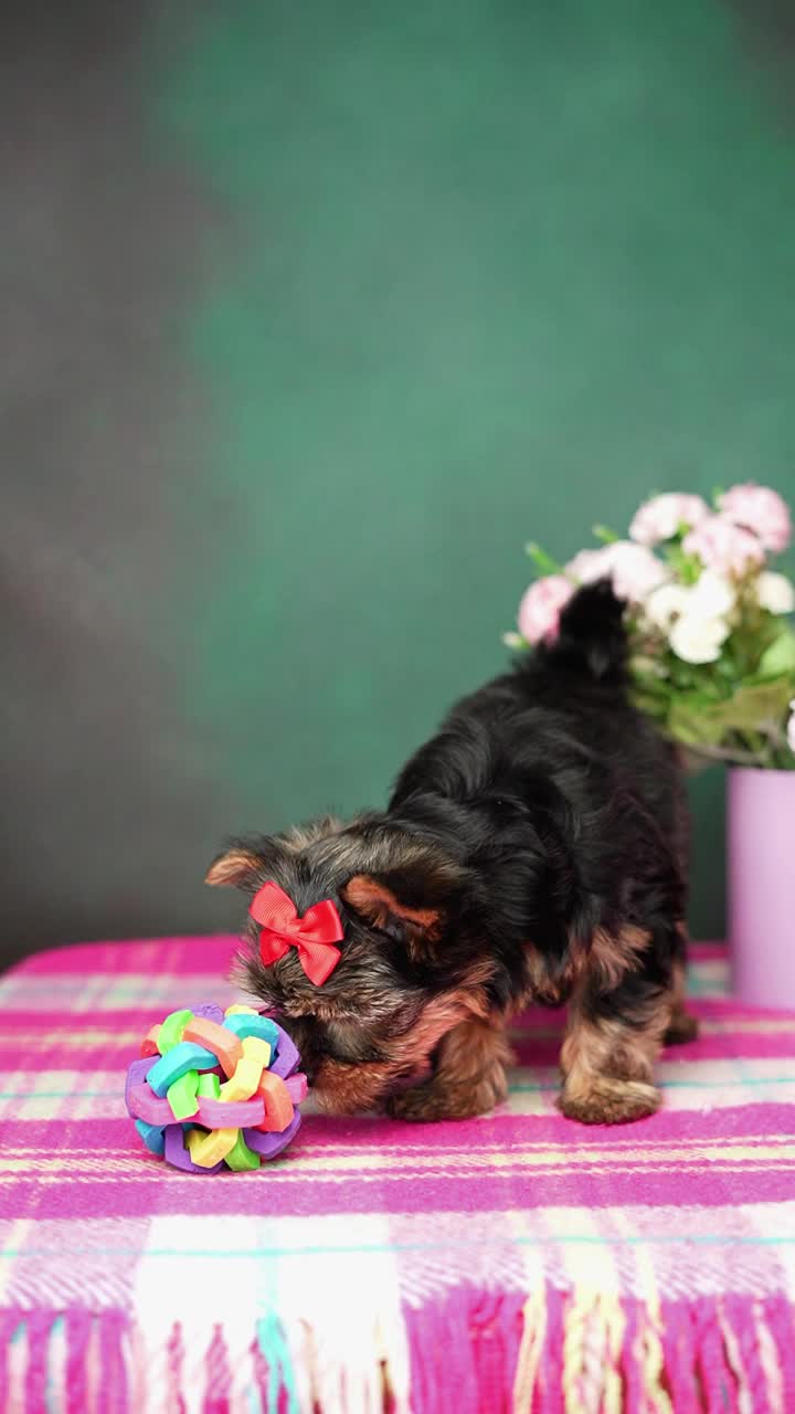 约克夏小猎犬坐在玩具旁边。毛茸茸的，可爱的狗，头上戴着红色的蝴蝶结。可爱的家养宠物视频素材