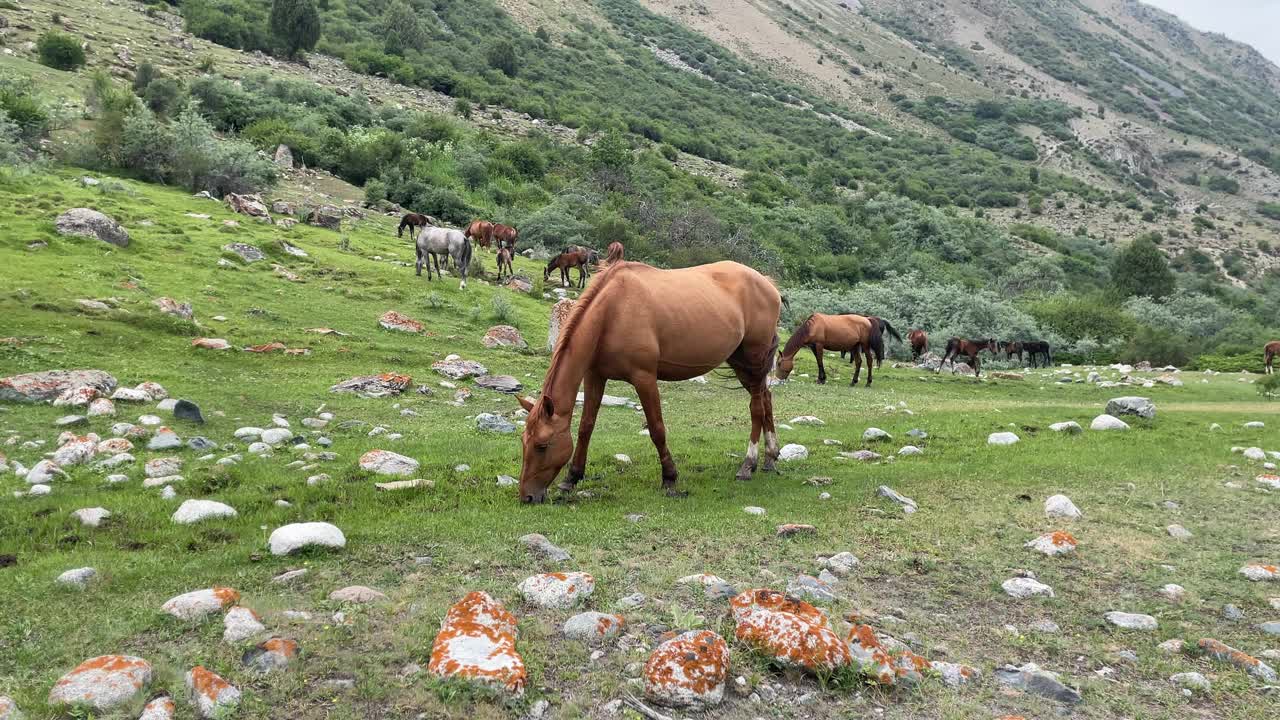 山里的一群马。高山草甸视频素材