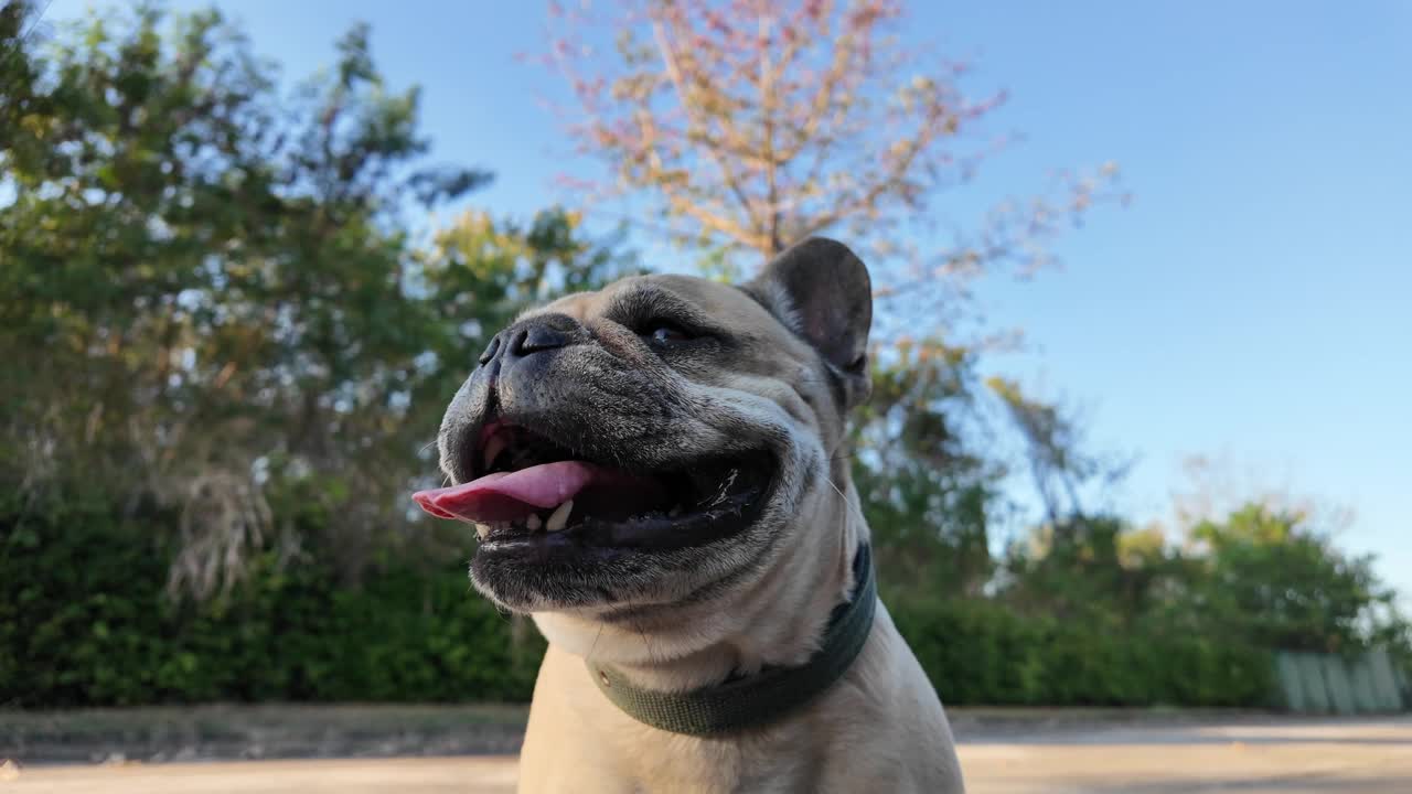 近景:法国斗牛犬在户外喘气。视频素材