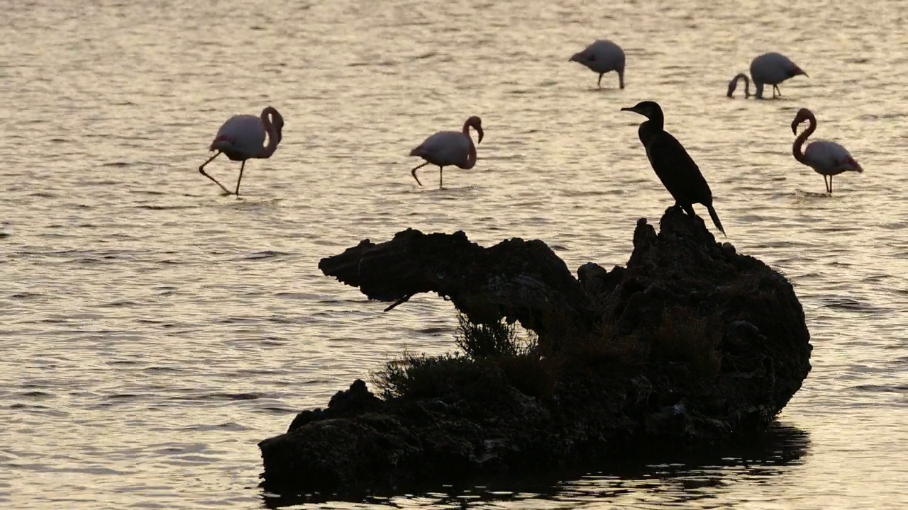 大鸬鹚和粉红火烈鸟，卡马尔格，法国。视频素材