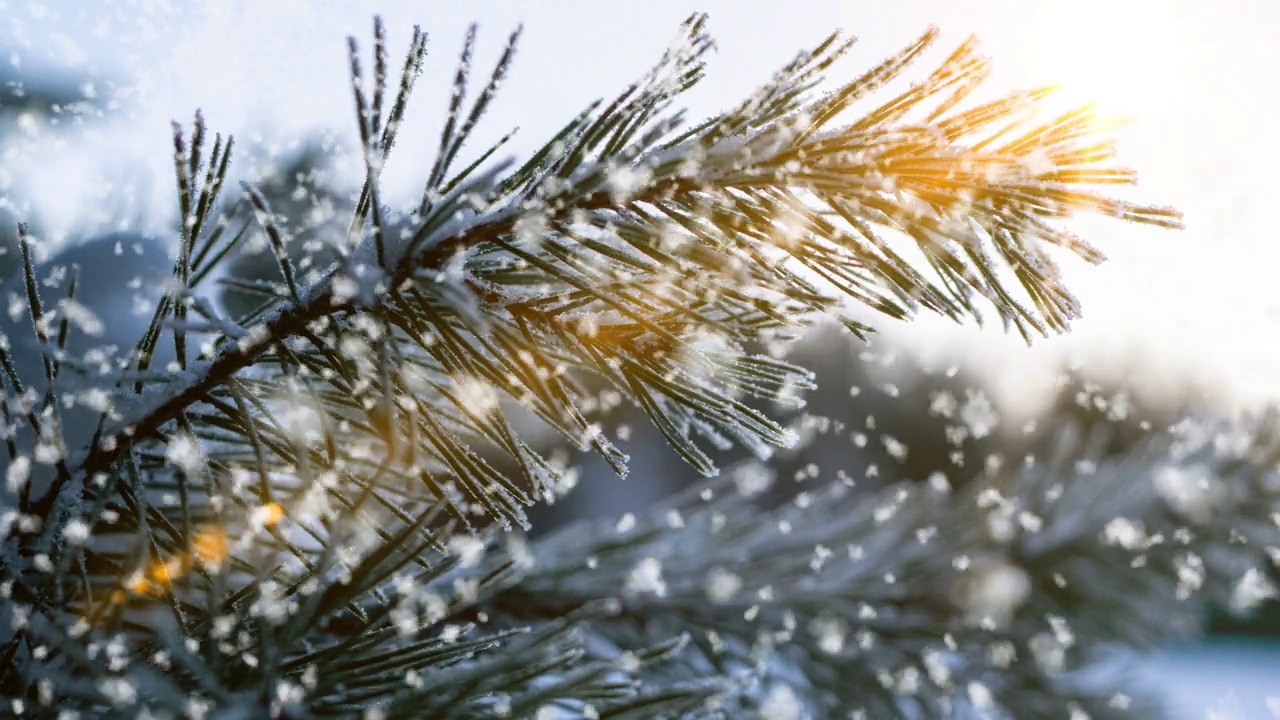 冬季景观与美丽的降雪，电影，冬季太阳，视频循环视频素材