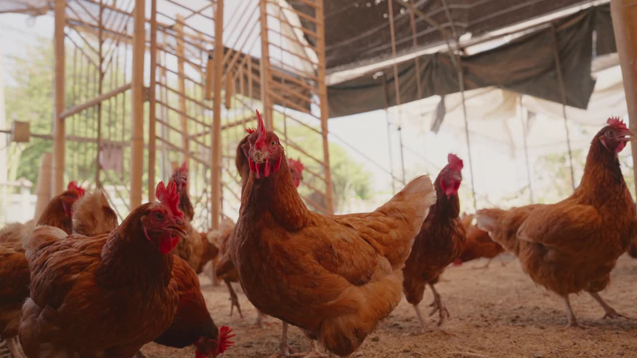 鸡蛋鸡场，鸡群在家禽养殖场。现代畜牧业和农业视频素材