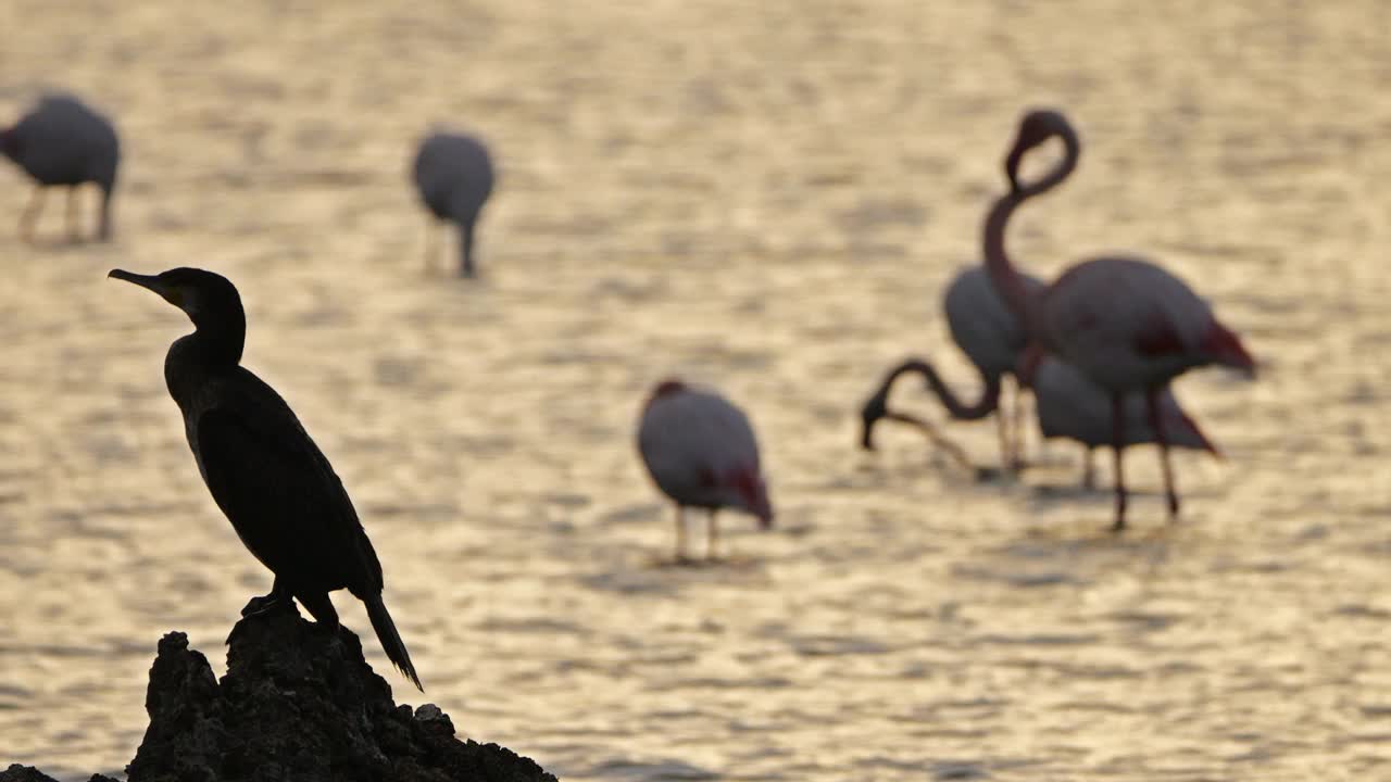大鸬鹚和粉红火烈鸟，卡马尔格，法国。视频素材