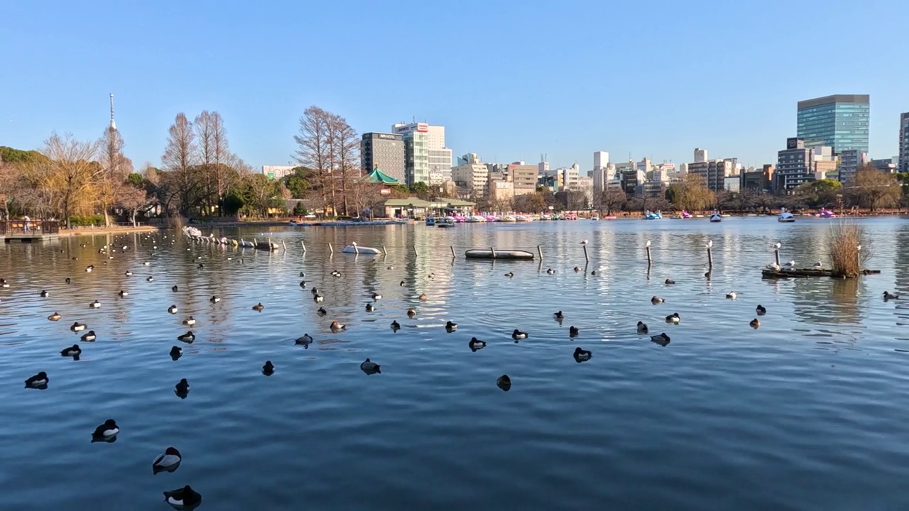 鸭子在城市湖里游泳视频素材