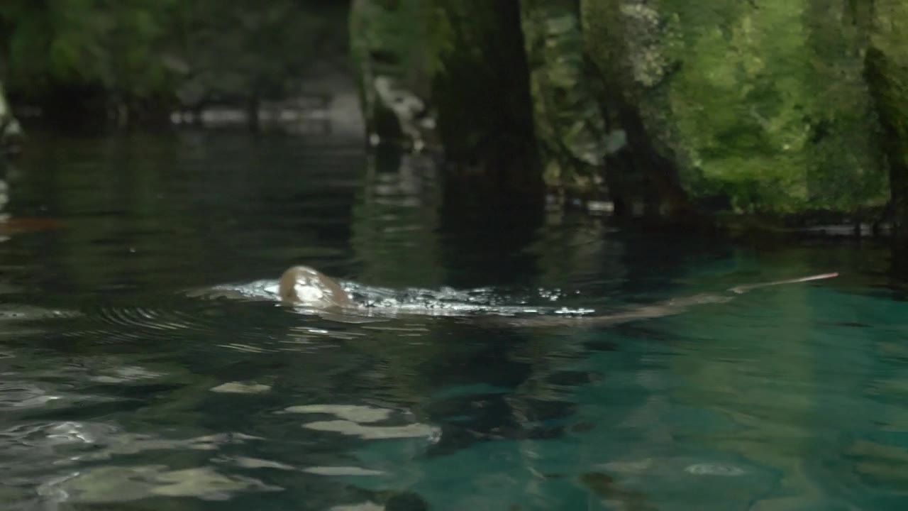 单条鱼游向水面 4k视频素材画面1
