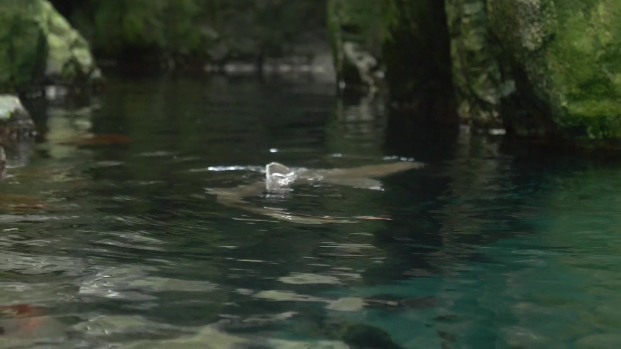 单条鱼游向水面 4k视频素材画面2