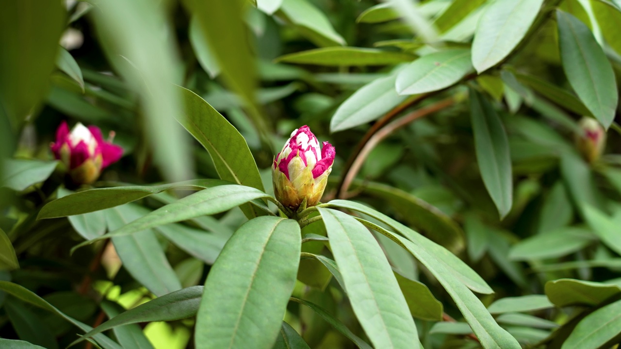 春天植物园里的粉色杜鹃花，花蕾闭合视频素材