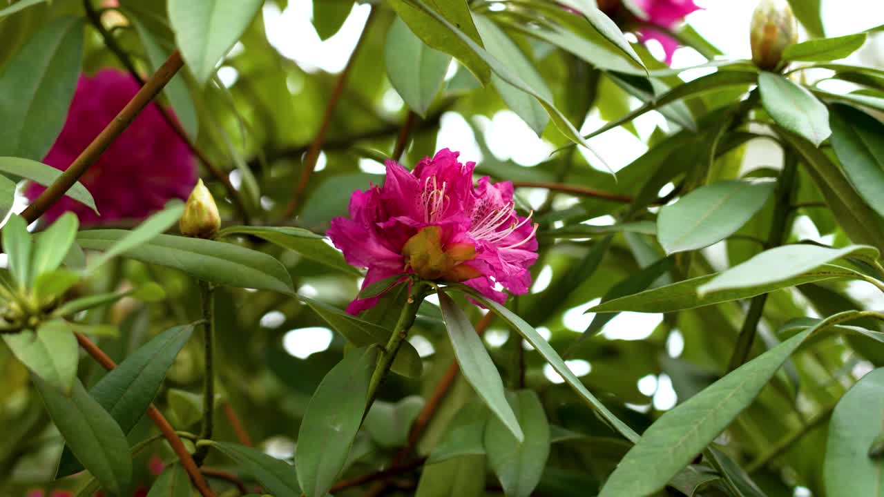 春天的花园里，盛开着粉红色花朵的杜鹃花伴着绿叶近距离地靠近。自然美概念视频素材