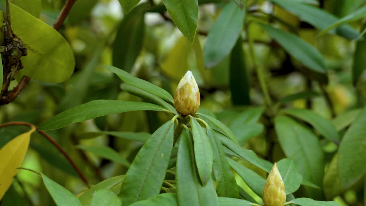 在春天的植物园里，生长着绿色的杜鹃花蕾，树叶茂盛视频素材