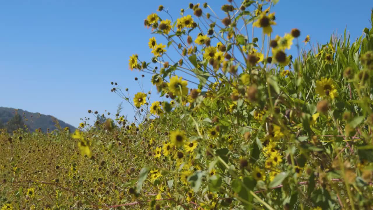 秋天加利福尼亚苹果农场的黄色野花视频下载