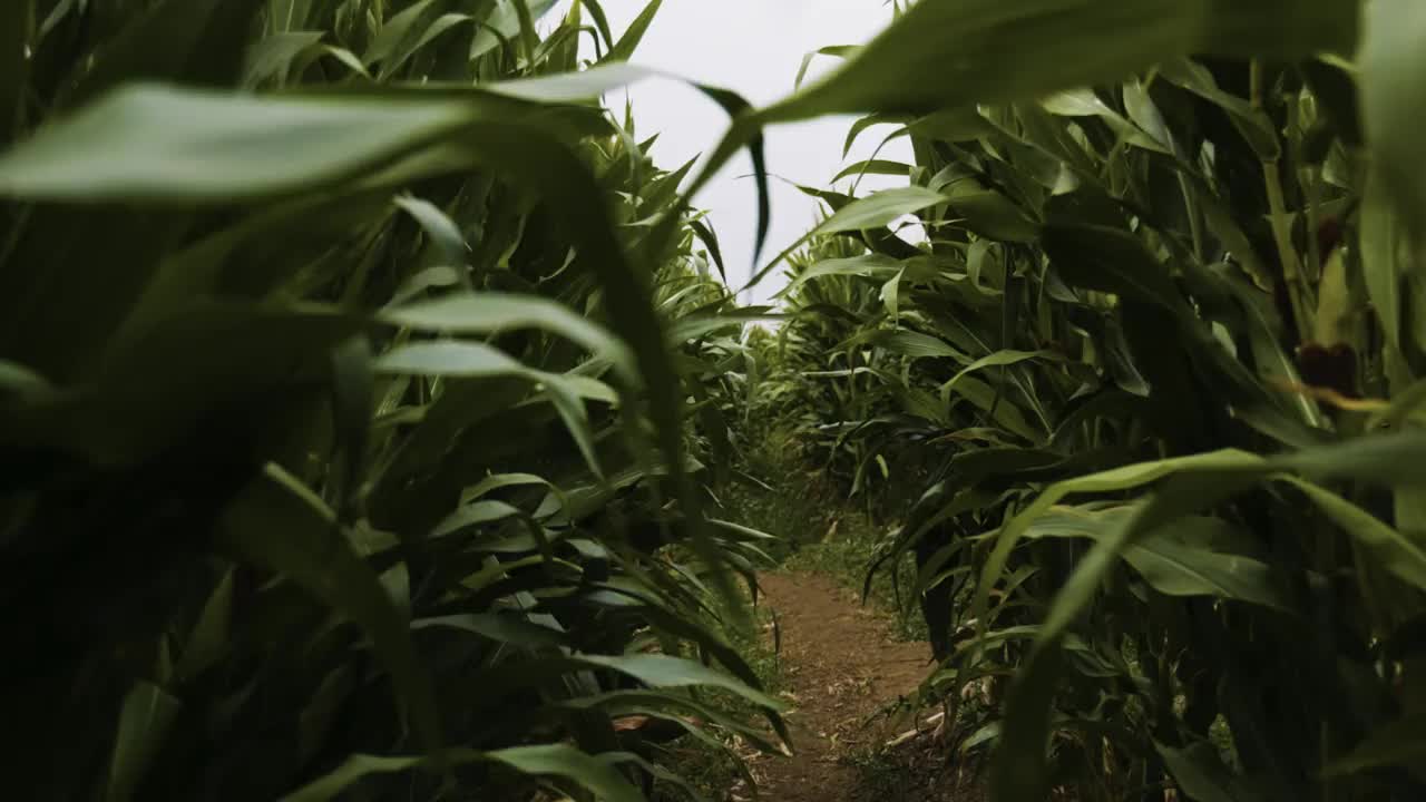 阴天的玉米地迷宫视频下载