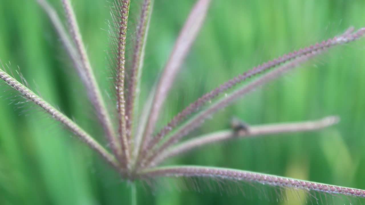 野生植物在风中飘扬视频素材