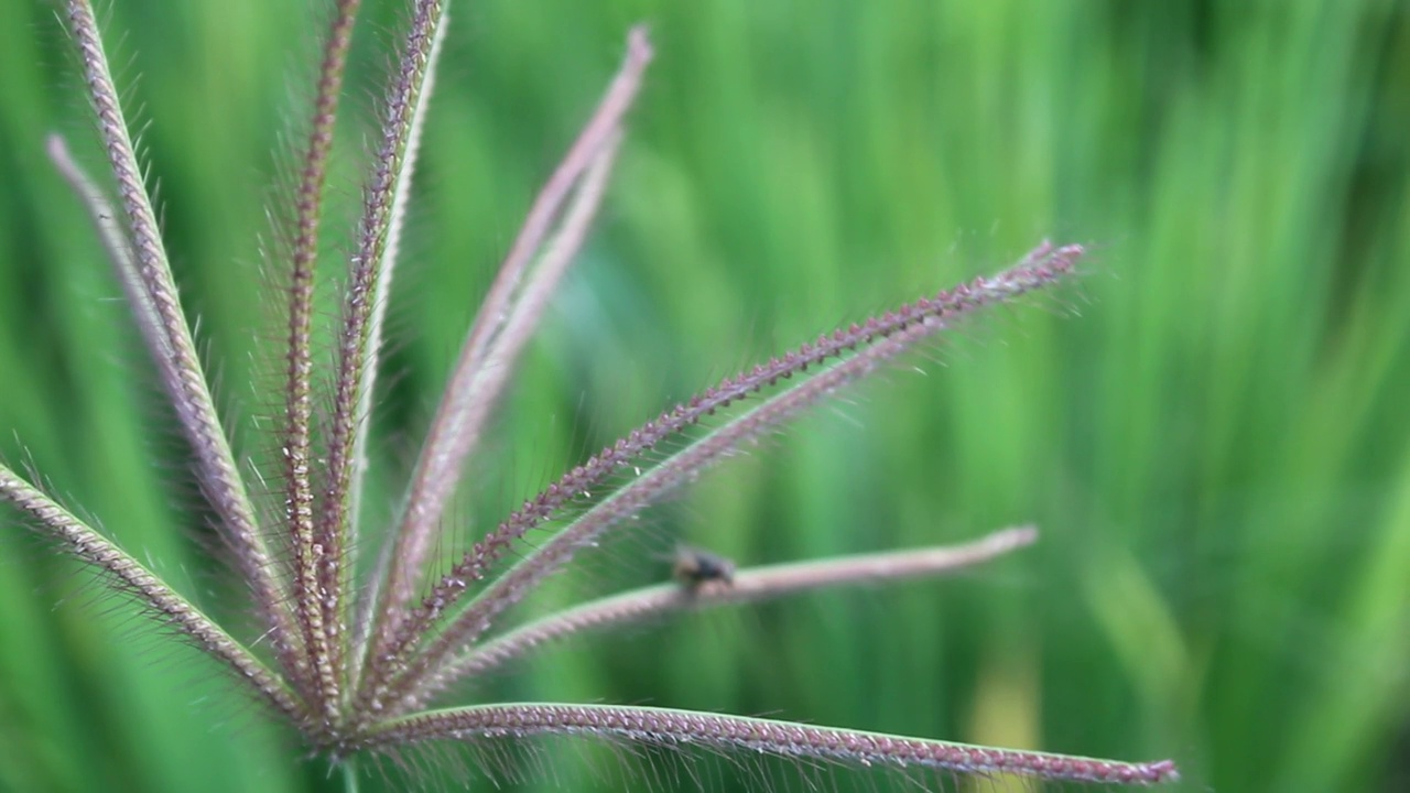 野生植物在风中飘扬视频素材