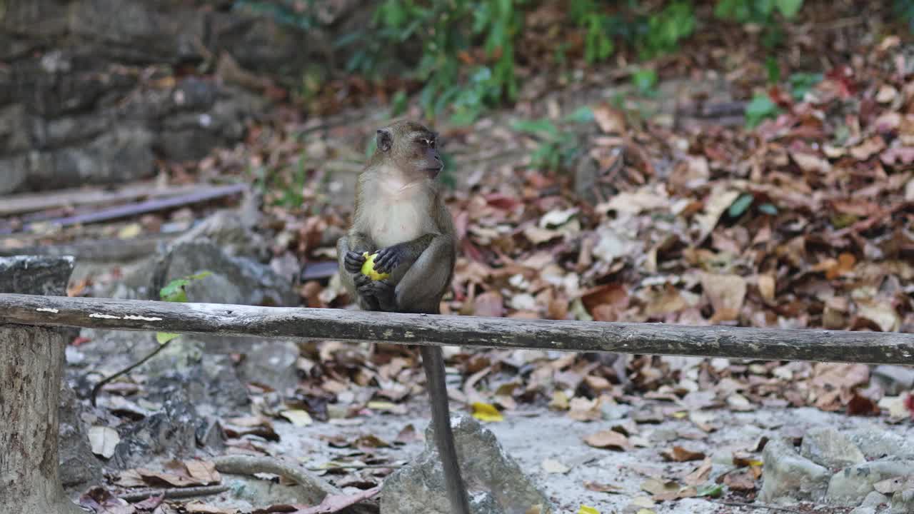 猴子在森林里吃水果视频素材