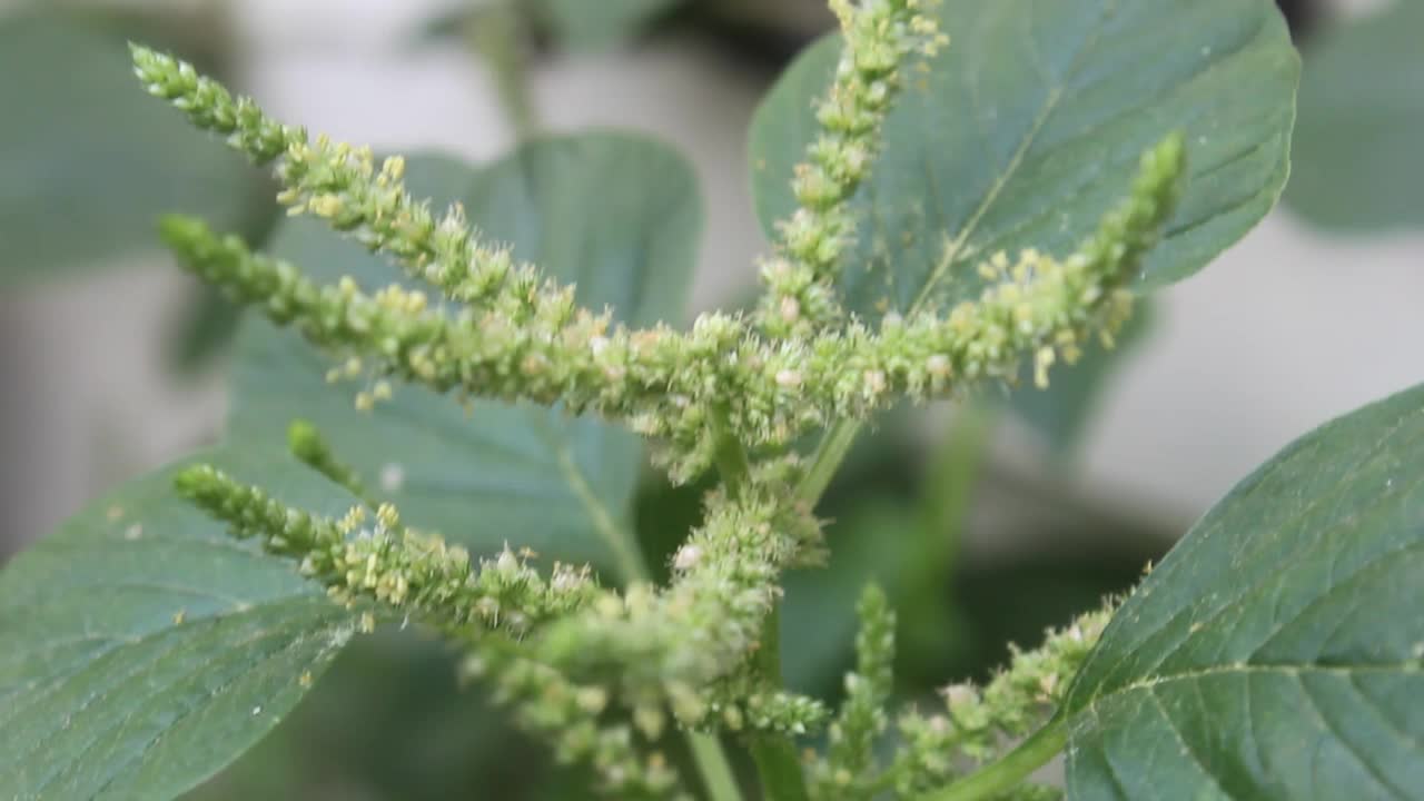 野生植物在风中飘扬视频素材