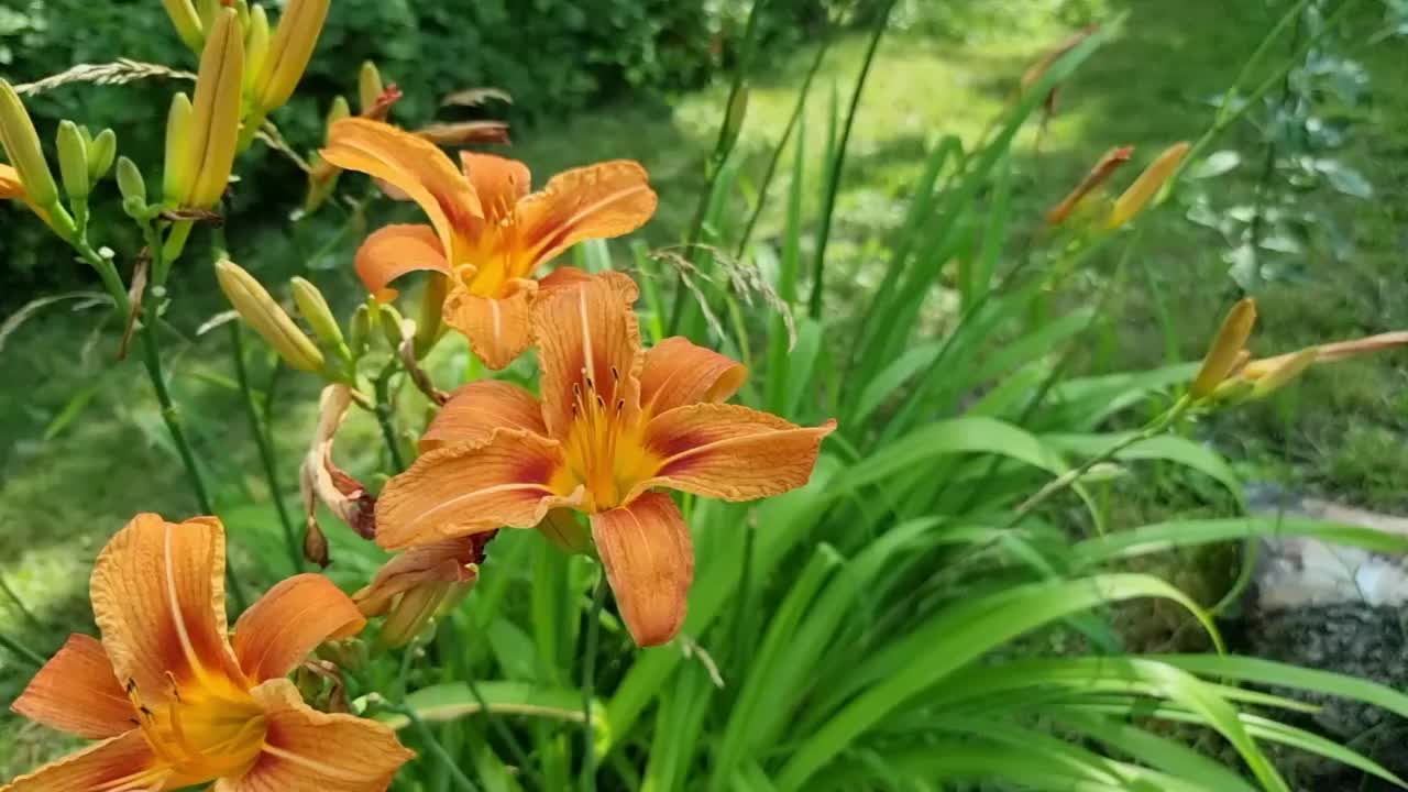 夏日里，花园里盛开着美丽的橙色百合花。视频素材