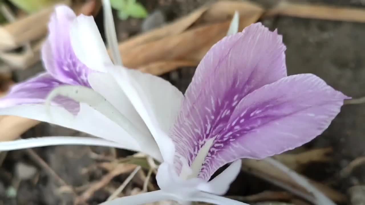 花-草本植物视频素材