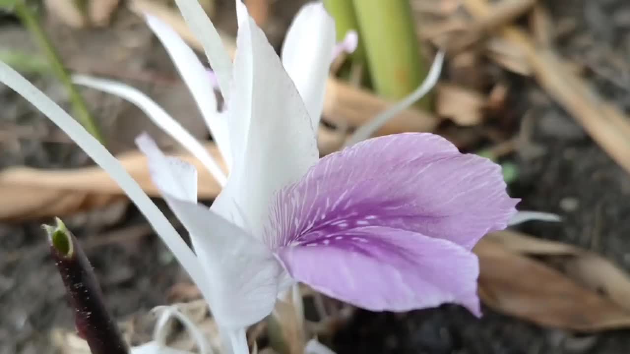 花-草本植物视频素材