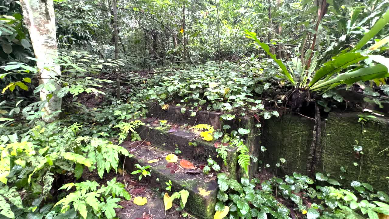 新加坡温莎自然公园里长满苔藓和植物的混凝土台阶。手持拍摄的视频素材