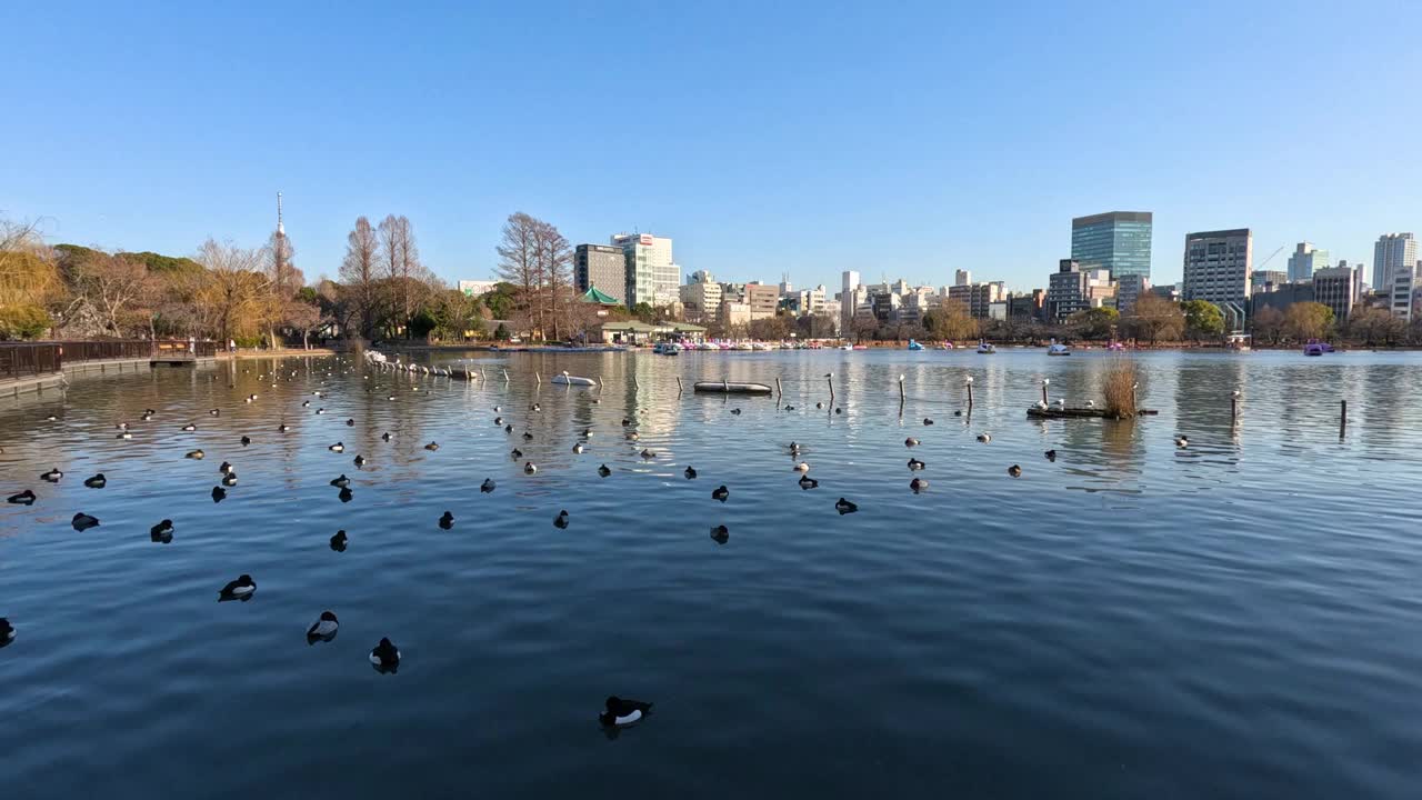 鸭子在城市湖里游泳视频素材