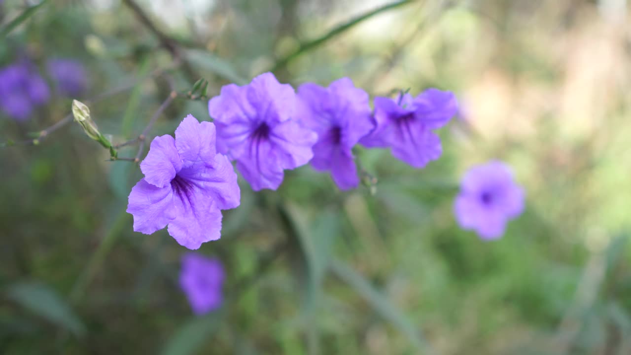 水仙花、水仙花、米尼根、铁根、小白根、爆豆荚、Cracker plant、traino、Toi ting ACANTHACEAE、Britton 's Wild、墨西哥风铃花、矮牵牛紫罗兰花，在自然背景下在花园里盛开视频素材