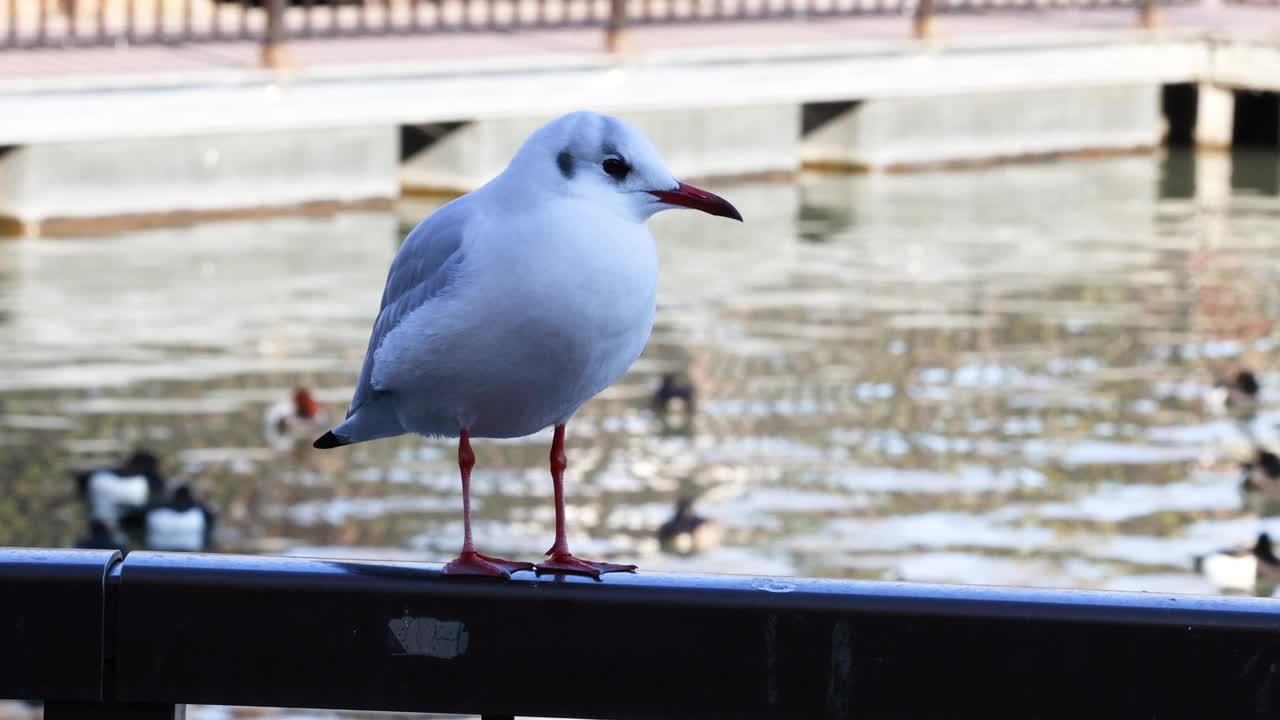 海鸥栖息在水面上视频素材