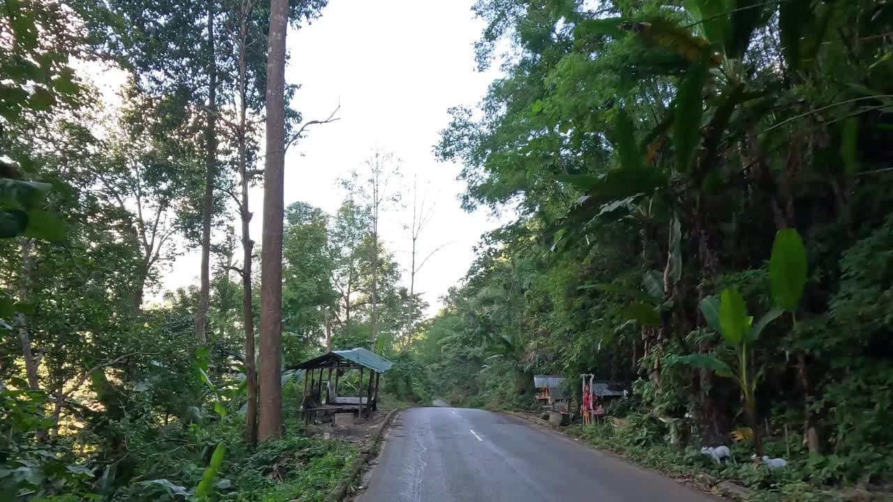 风景优美的公路旅行穿过茂密的森林视频素材