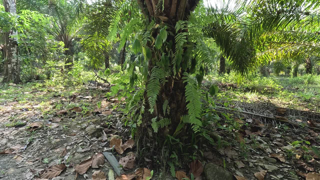 探索棕榈树种植园视频素材