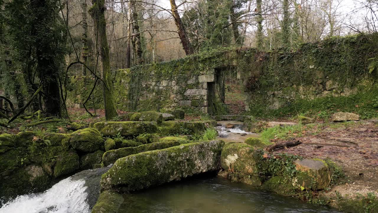 苔藓古遗址由Babbling Forest Brook视频素材