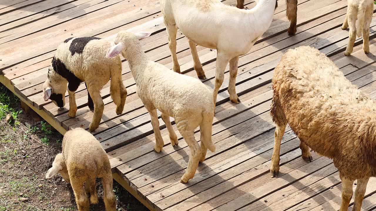 绵羊和羔羊的户外互动视频素材